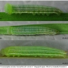 coen arcania larva2 volg2